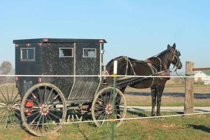amish in.jpg